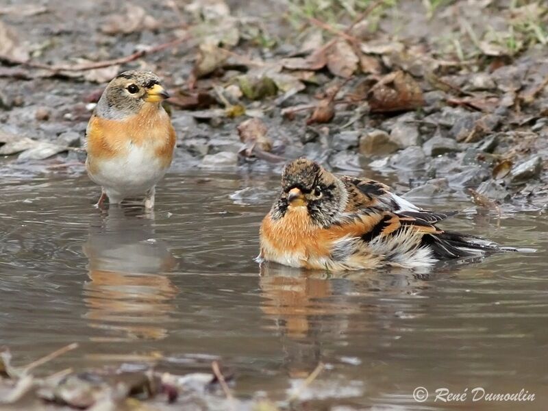 Brambling , Behaviour