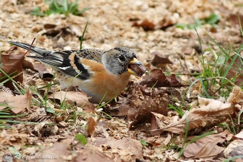 Brambling male, identification, feeding habits