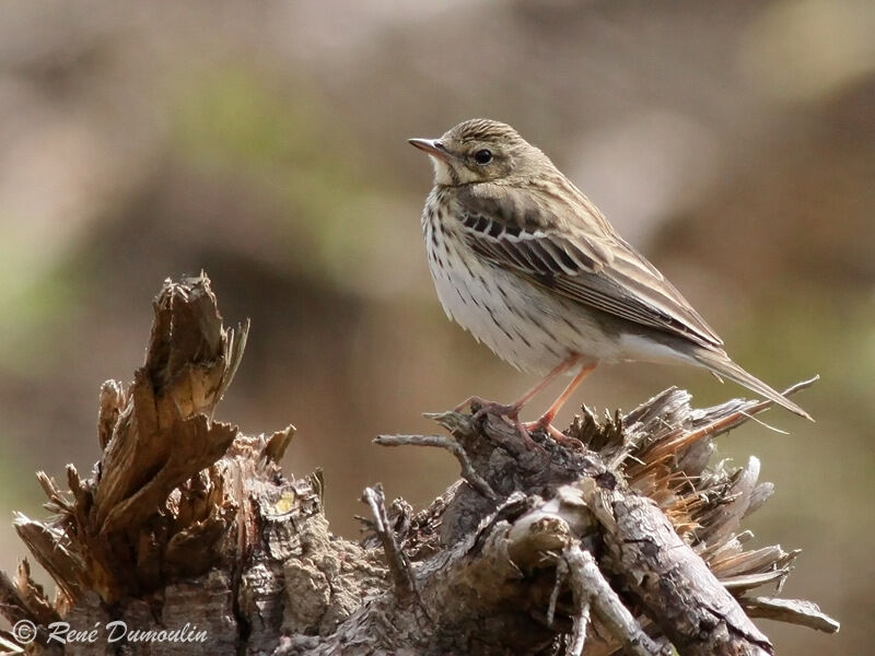 Pipit des arbresadulte, identification