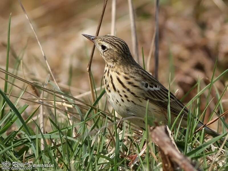 Tree Pipit male adult
