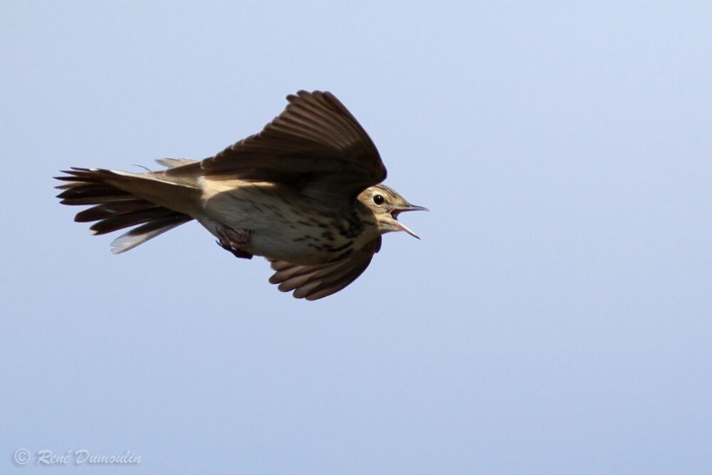Pipit des arbres mâle adulte, identification, Vol, parade, chant
