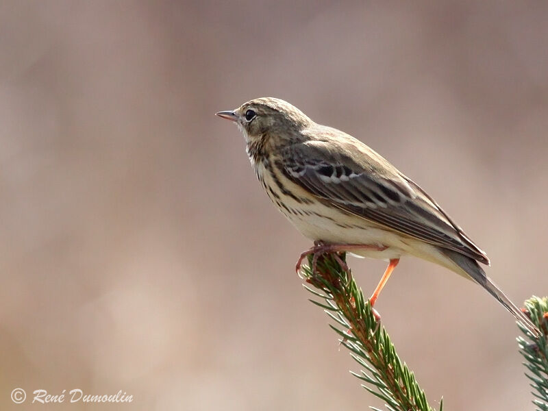 Pipit des arbresadulte, identification