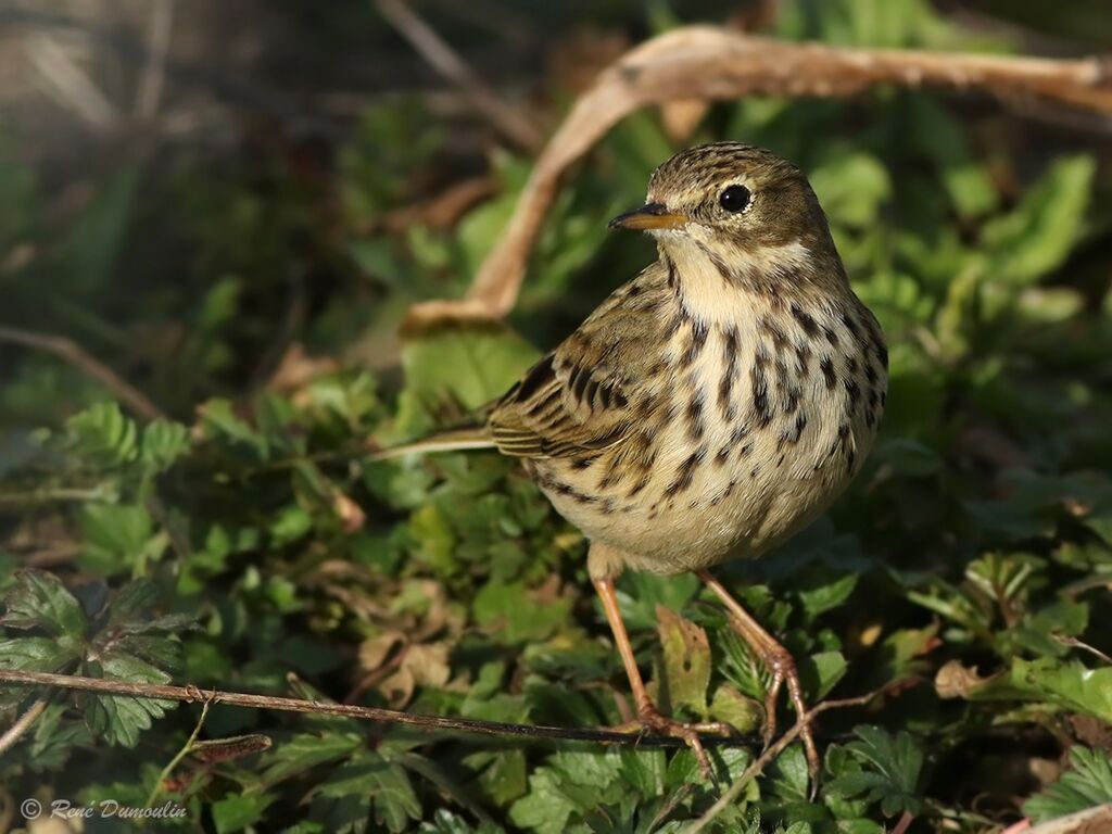 Meadow Pipitadult, identification