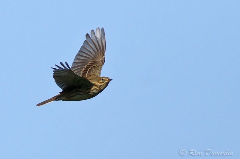 Meadow Pipit, Flight