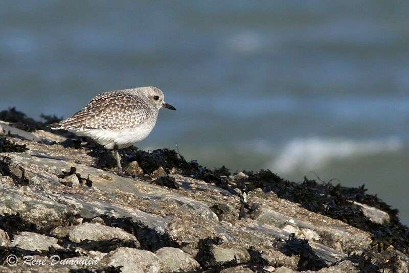 Grey Plover, identification