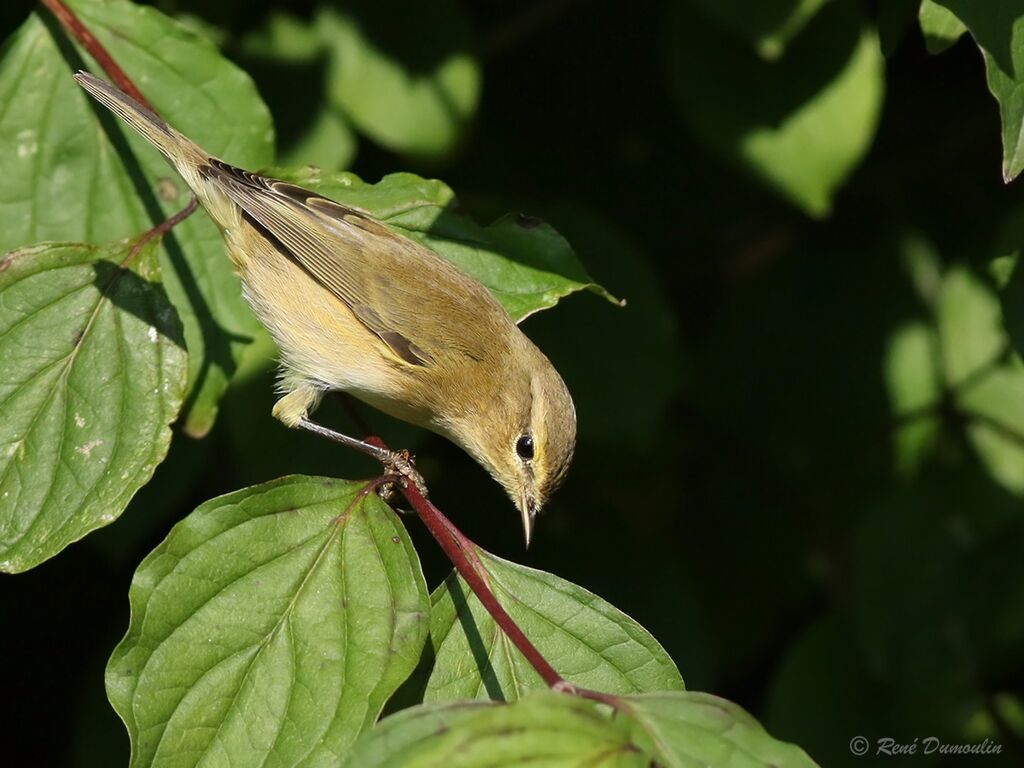 Common ChiffchaffFirst year, identification