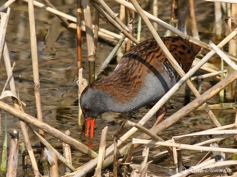 Râle d'eauadulte, identification