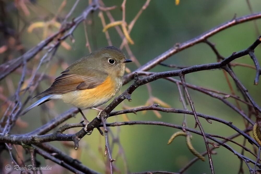 Robin à flancs roux mâle 2ème année, identification