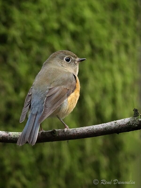 Red-flanked Bluetail male First year, identification