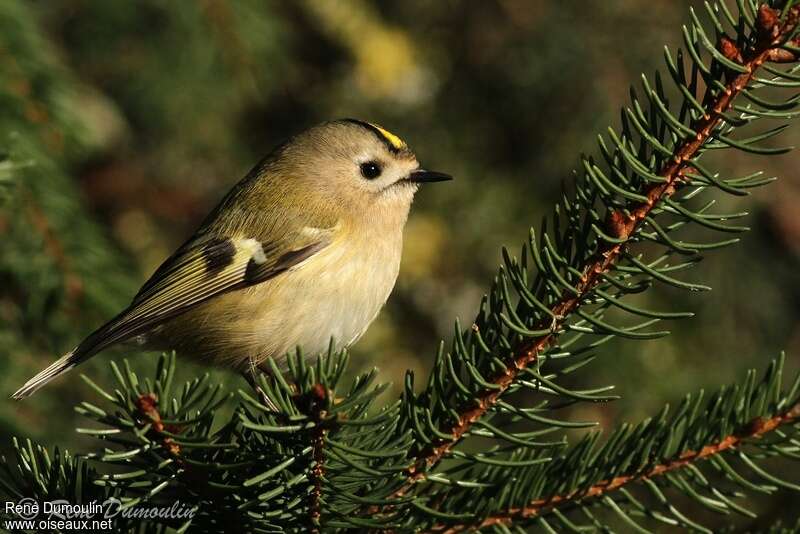 Goldcrestadult, identification