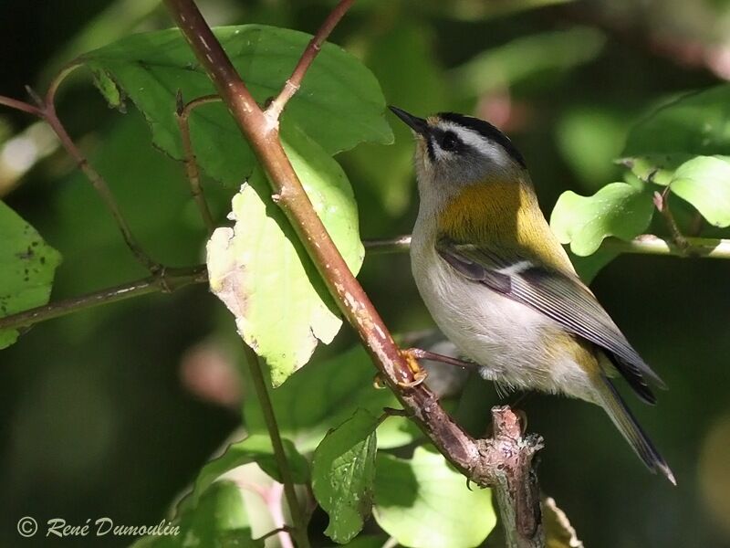 Common Firecrestadult, identification