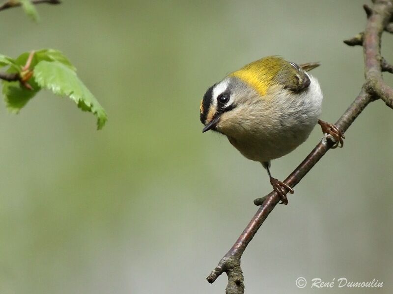 Common Firecrest male adult, identification