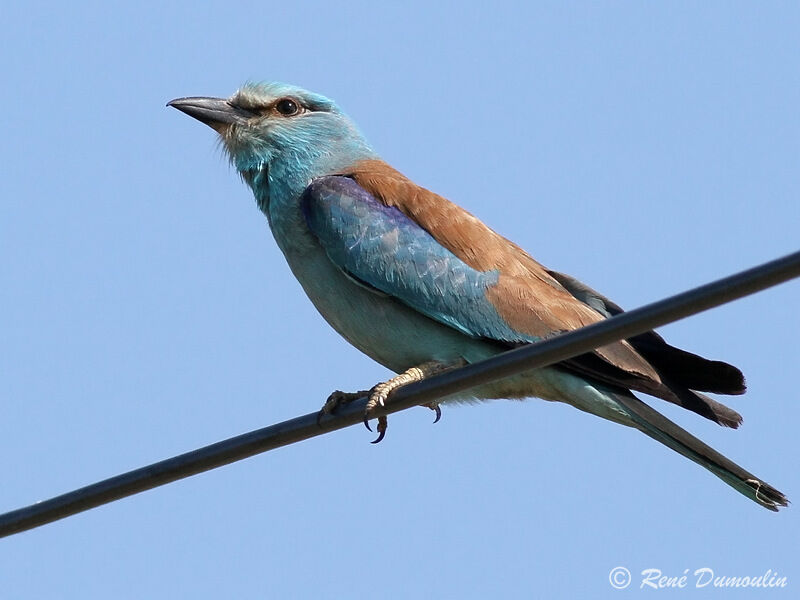 European Rolleradult, identification