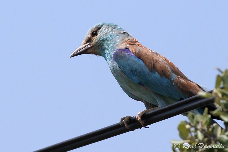 European Rolleradult, identification