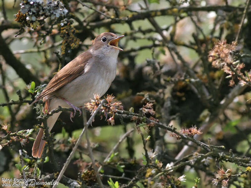 Rossignol philomèle mâle adulte, habitat, pigmentation, chant