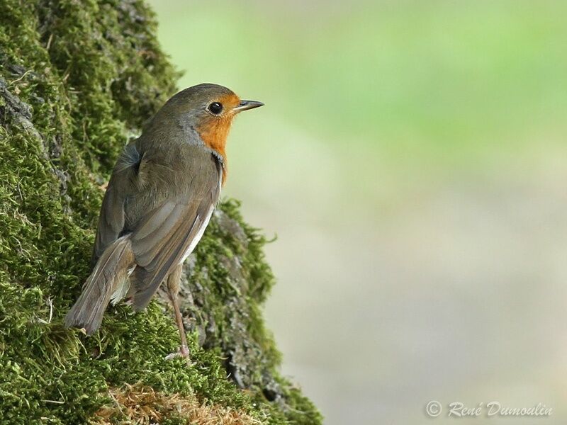 European Robinadult, identification