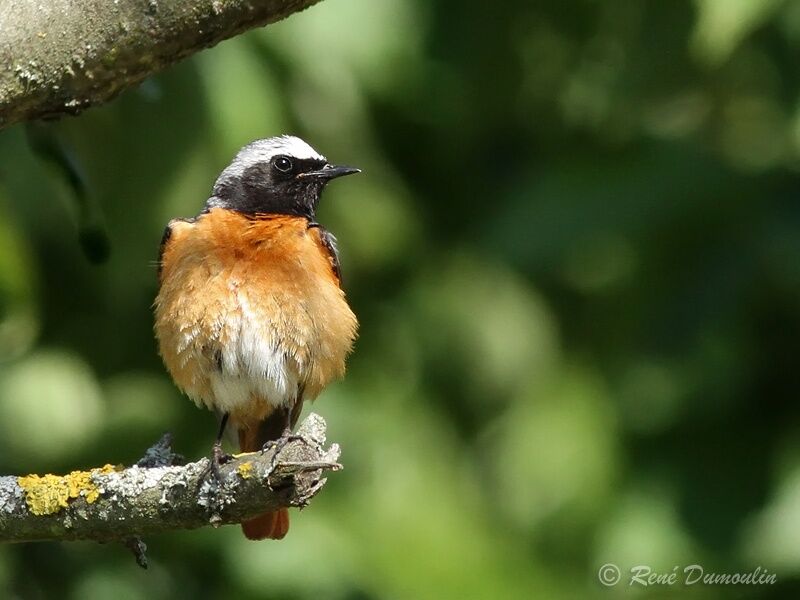 Common Redstart male adult breeding, identification