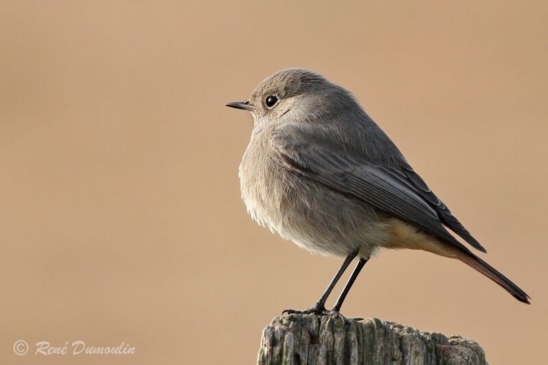 Black Redstartimmature, identification