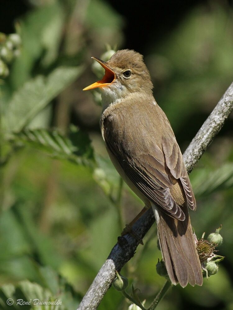 Marsh Warbler male adult breeding, identification, song