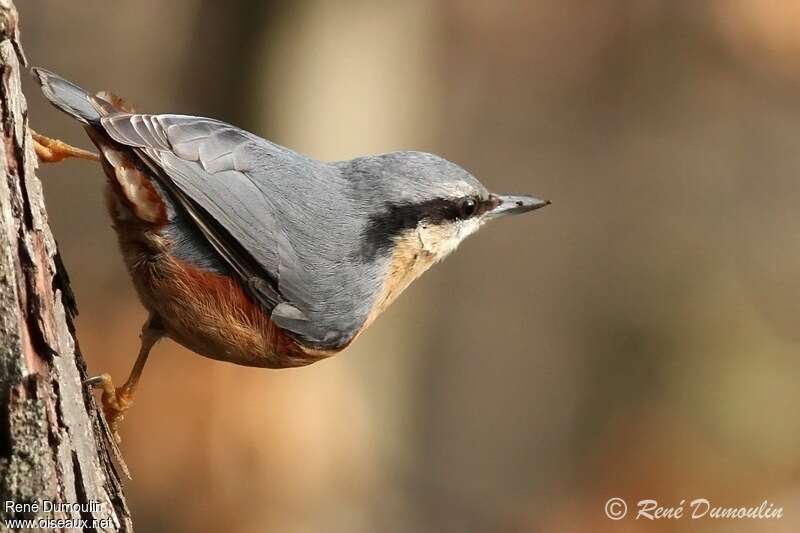 Eurasian Nuthatch male adult, identification, pigmentation, Behaviour