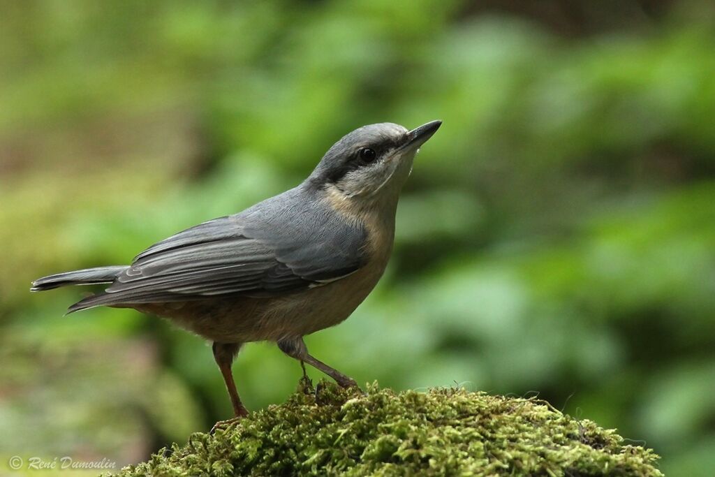 Eurasian Nuthatchjuvenile, identification