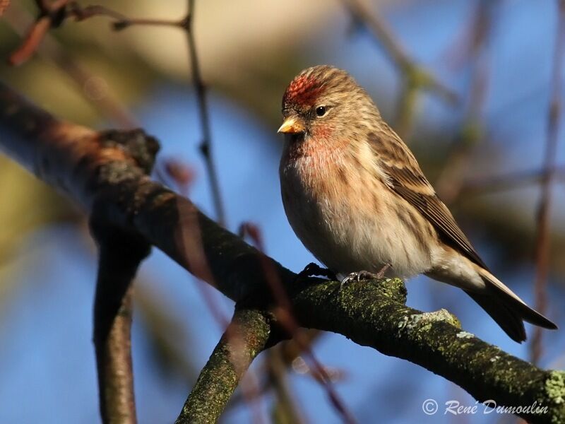 Redpoll (cabaret), identification