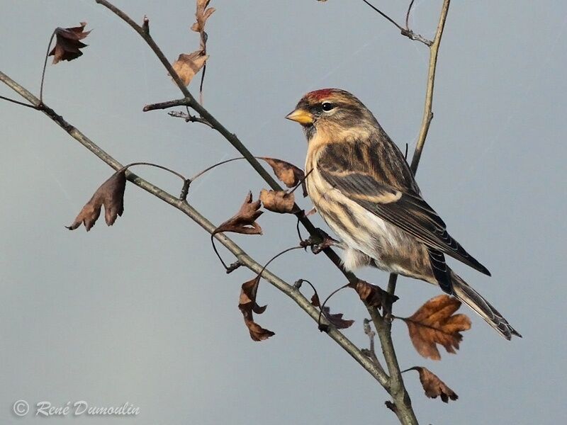Redpoll (cabaret) female adult post breeding, identification