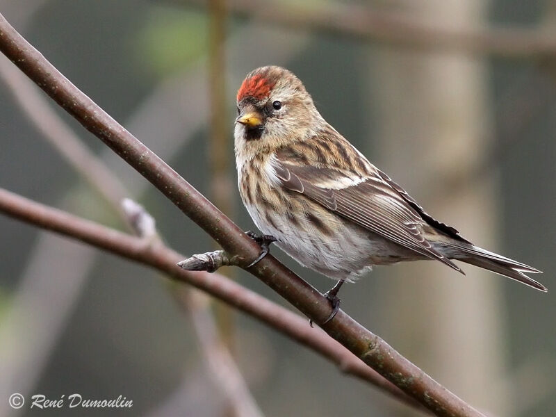 Redpoll (cabaret) female adult breeding, identification