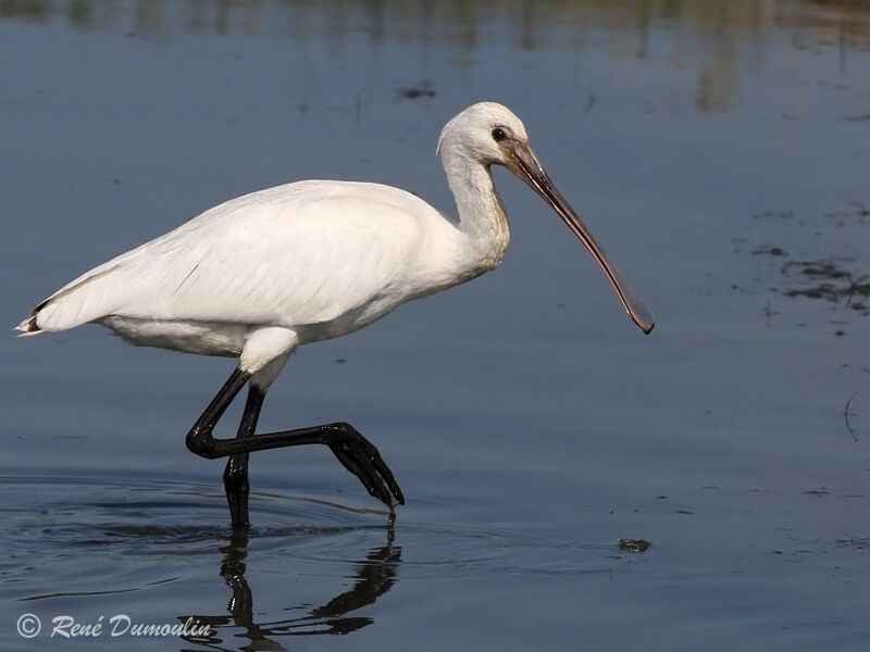 Eurasian Spoonbilljuvenile, identification