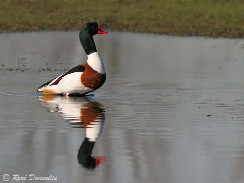 Common Shelduck male adult