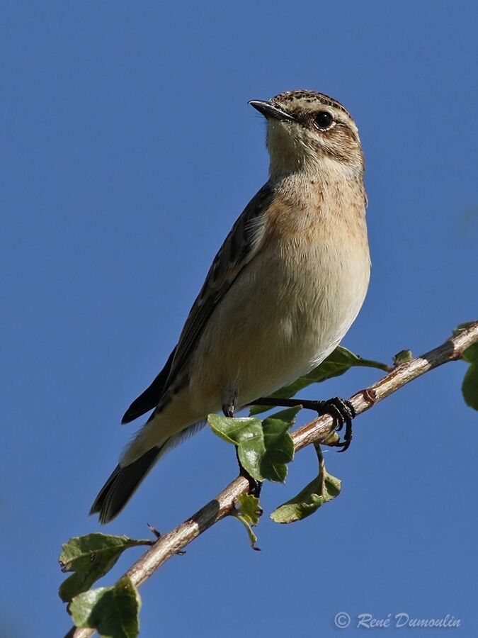 Tarier des prés1ère année, identification