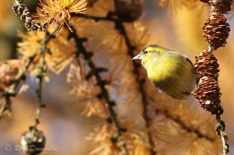 Tarin des aulnes mâle, identification