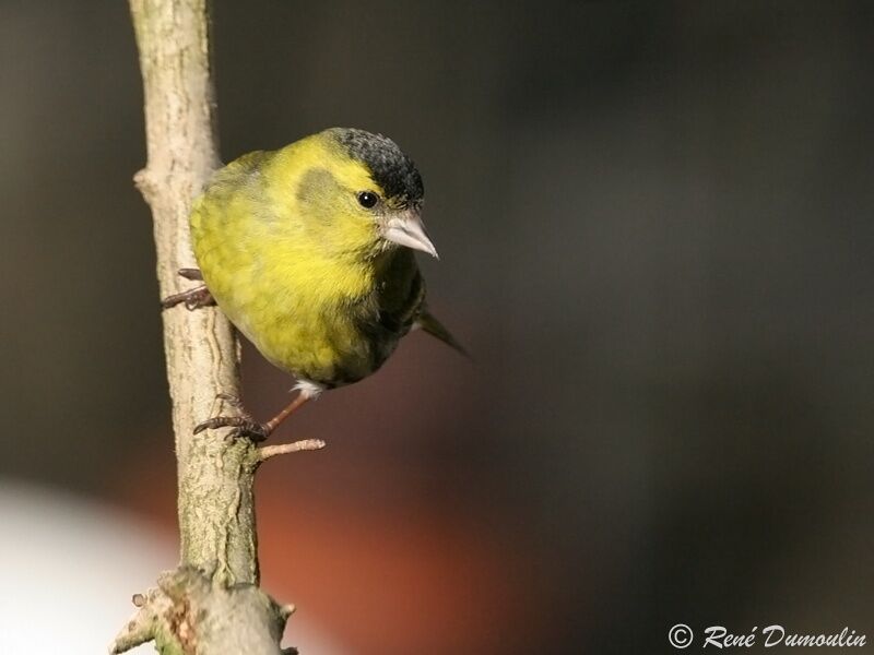 Eurasian Siskin male adult