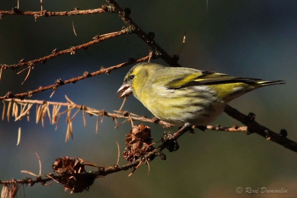 Eurasian Siskin male First year, identification, feeding habits, eats