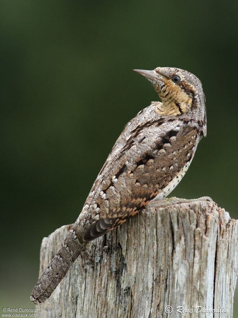 Eurasian Wryneckjuvenile, identification