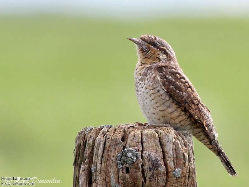 Eurasian Wryneckjuvenile, identification