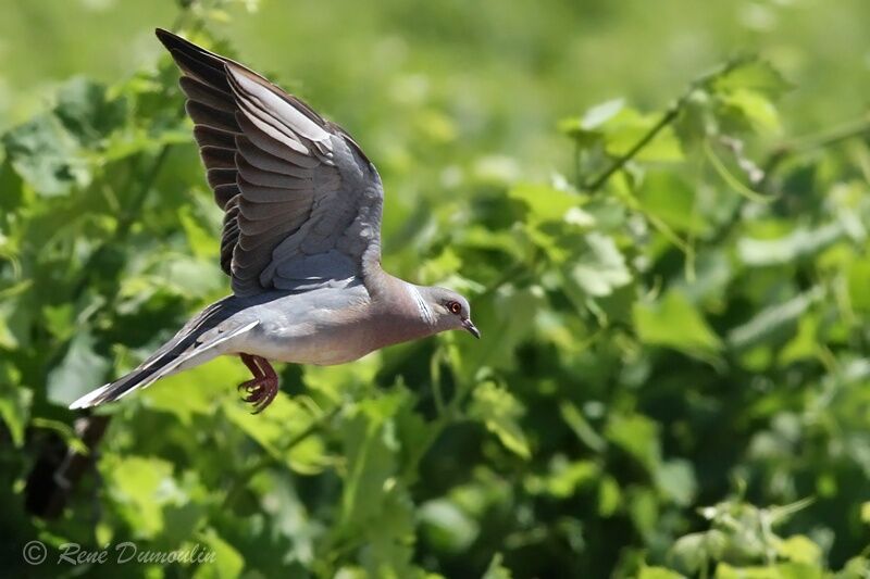 European Turtle Dove male adult, Flight