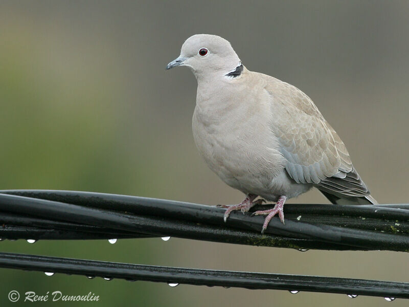 Eurasian Collared Doveadult