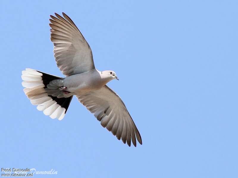 Eurasian Collared Doveadult, Flight