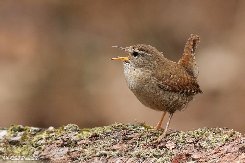 Troglodyte mignon mâle, identification, chant