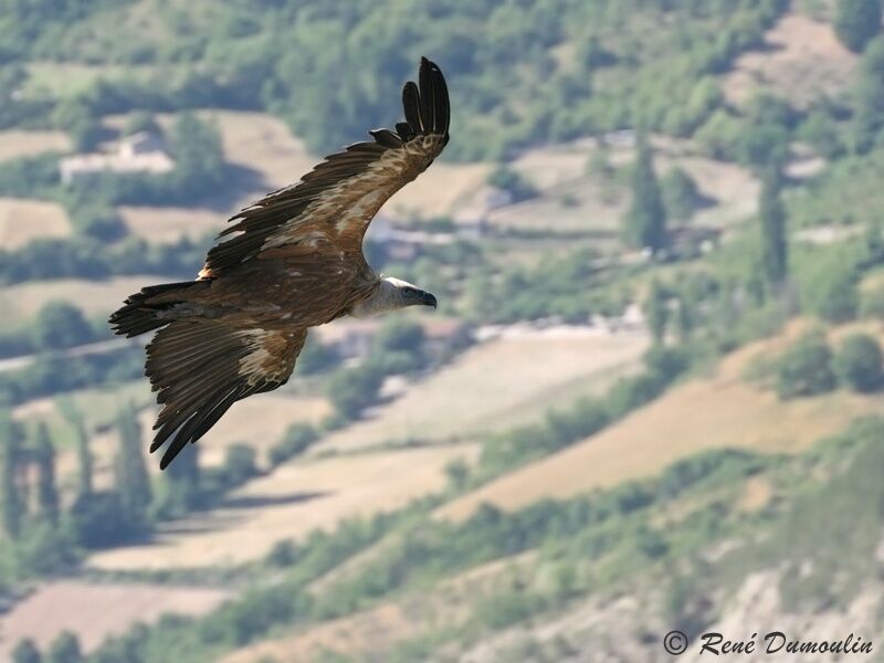Griffon Vultureadult