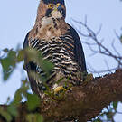 Aigle orné