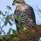 Aigle orné