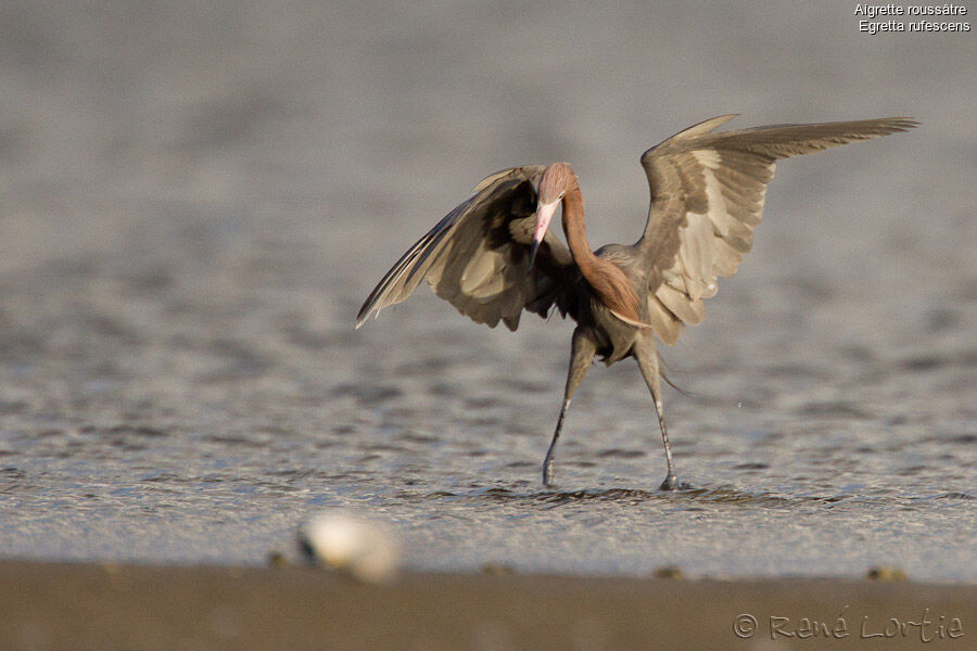 Reddish Egretadult breeding, identification, Behaviour