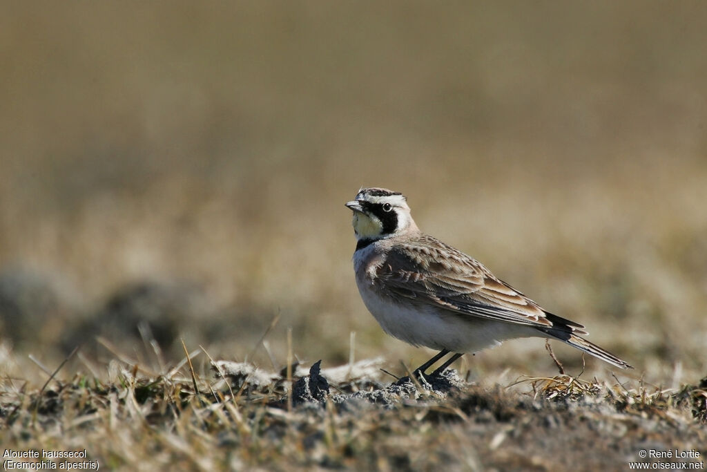 Horned Lark