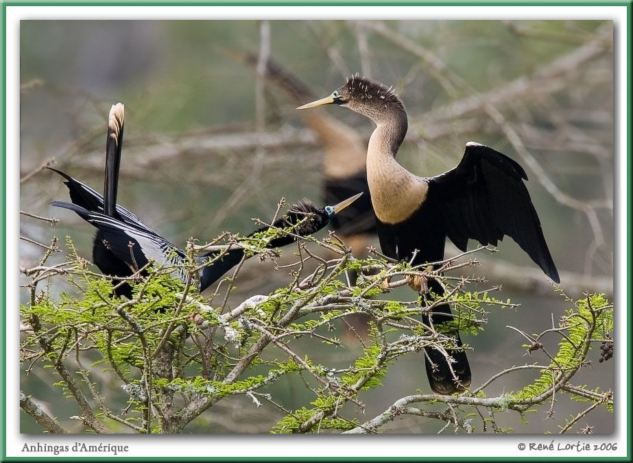 Anhinga d'Amérique adulte nuptial