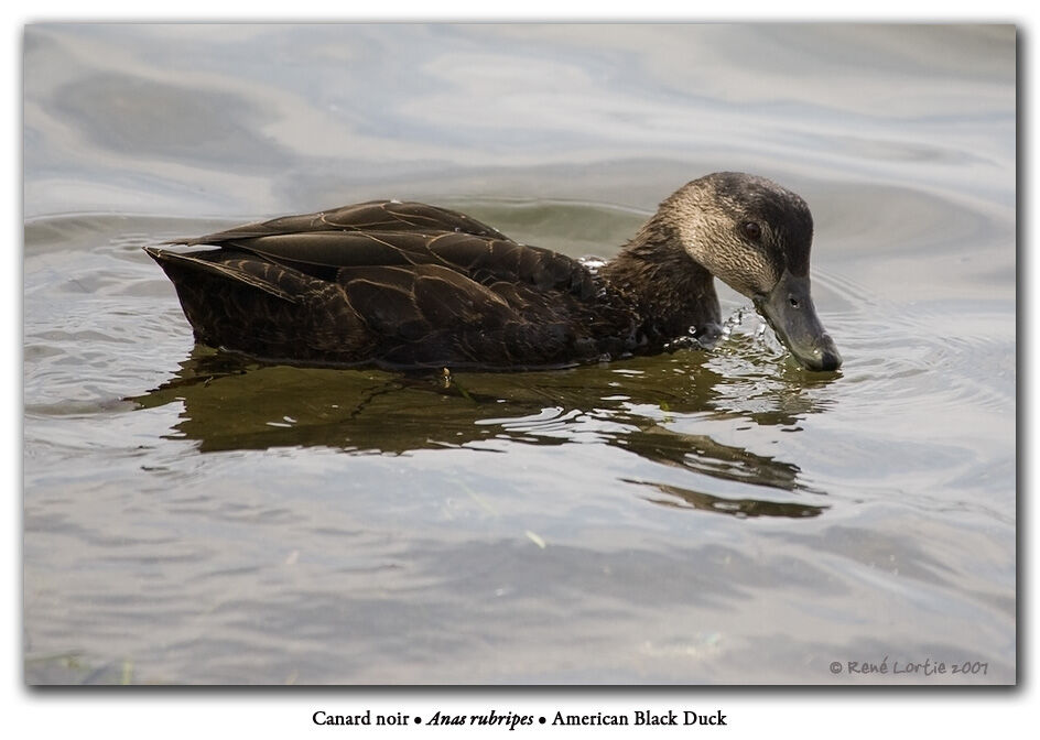 American Black Duck female