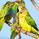 Conure à front rouge