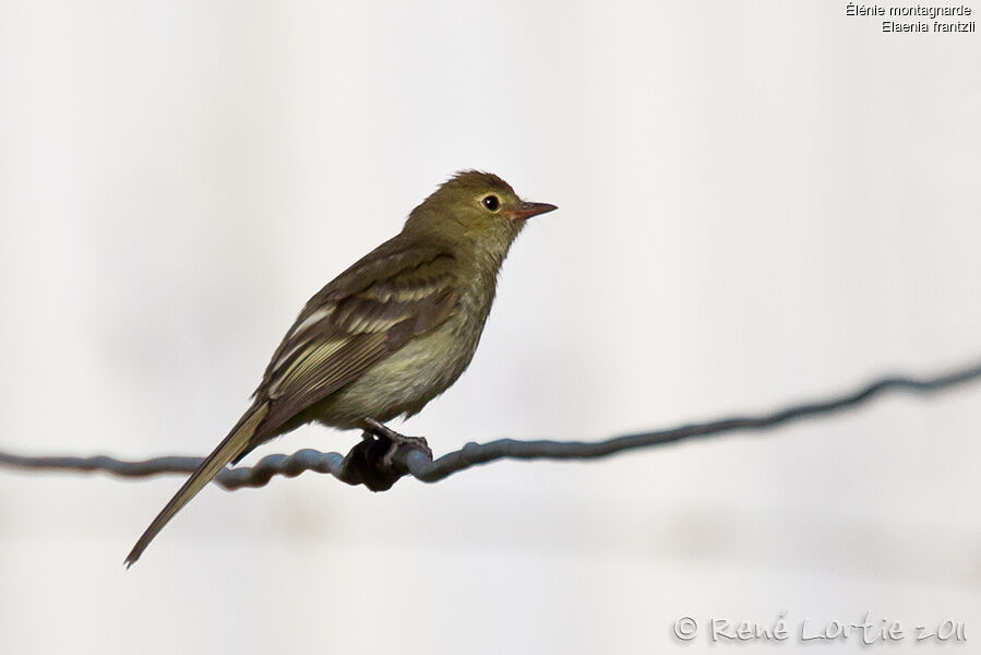 Élénie montagnarde, identification