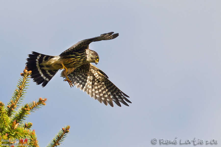 Merlin female adult, aspect, pigmentation, Flight